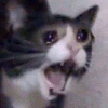 고양이콘