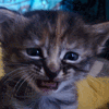 icon_29