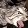 icon_20
